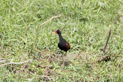 Jacana jacana