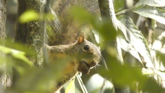 Sciurus aestuans