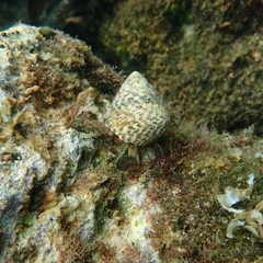 Phorcus turbinatus