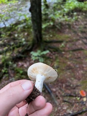 Lactarius psammicola