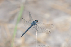 Erythrodiplax berenice