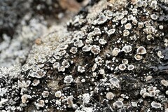 Lecanora argentea
