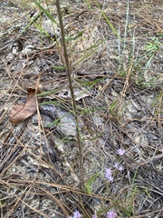 Liatris pauciflora secunda
