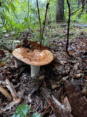 Lactarius psammicola