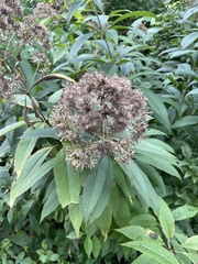 Eutrochium purpureum