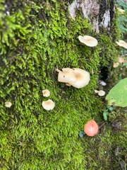 Mycena corticola