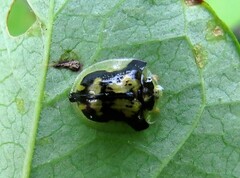 Deloyala guttata