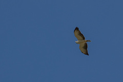 Buteo brachyurus
