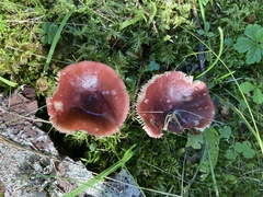 Russula queletii