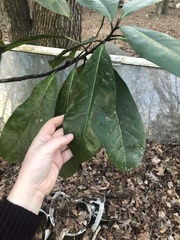 Magnolia