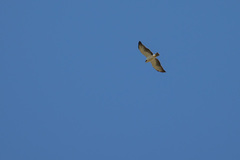 Buteo brachyurus