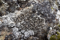Lecanora argentea
