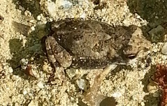 Incilius mazatlanensis