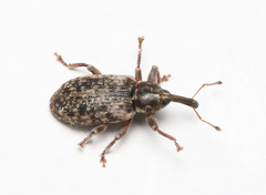 Dorytomus taeniatus