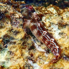 Microlipophrys canevae