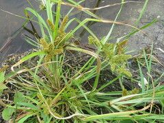 Cyperus erythrorhizos