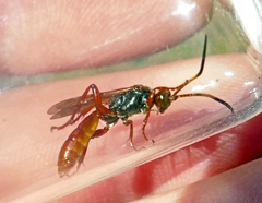 Ichneumonidae