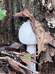 Amanita polypyramis