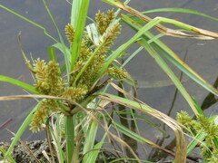 Cyperus erythrorhizos