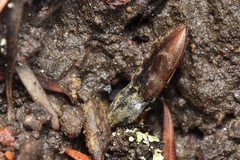 Prosternon bombycinum