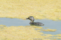 Tachybaptus dominicus