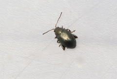 Chaetocnema concinna