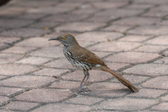 Toxostoma longirostre