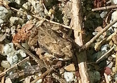 Incilius mazatlanensis