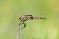 Macrodiplax balteata