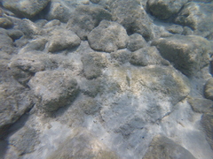 Torquigener flavimaculosus