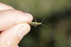 Chorthippus albomarginatus