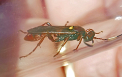 Ichneumonidae