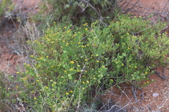Roepera aurantiaca