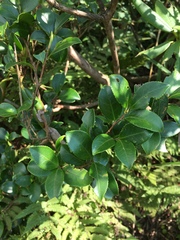 Camellia brevistyla