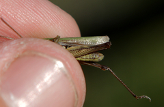 Chorthippus albomarginatus
