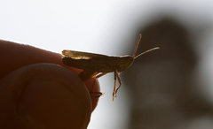 Chorthippus albomarginatus