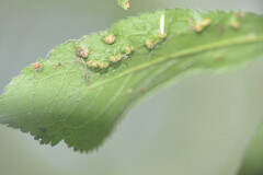 Eriophyes similis