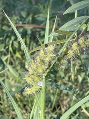 Cenchrus longispinus