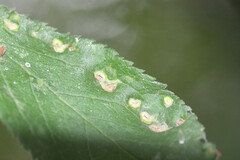 Eriophyes similis