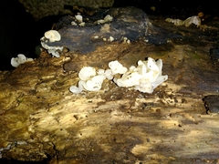 Ductifera pululahuana