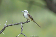Tyrannus forficatus