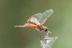Tramea darwini