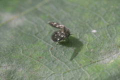 Psychodidae