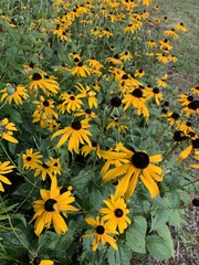 Rudbeckia