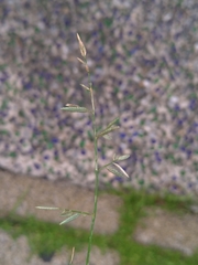 Eragrostis cumingii