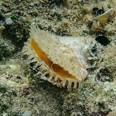 Pinna nobilis