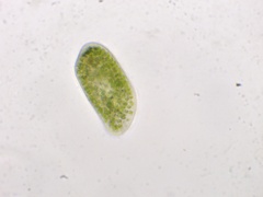 Paramecium bursaria