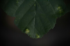 Acalitus brevitarsus