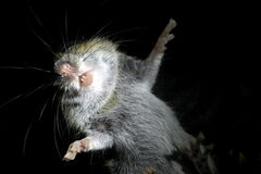 Apodemus flavicollis