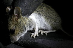 Apodemus flavicollis